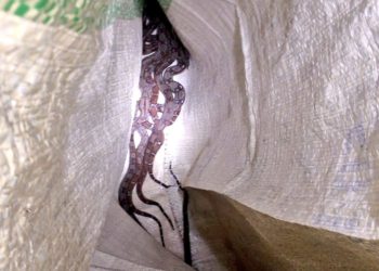 Desalojan nido de serpientes de una vivienda en San Martín