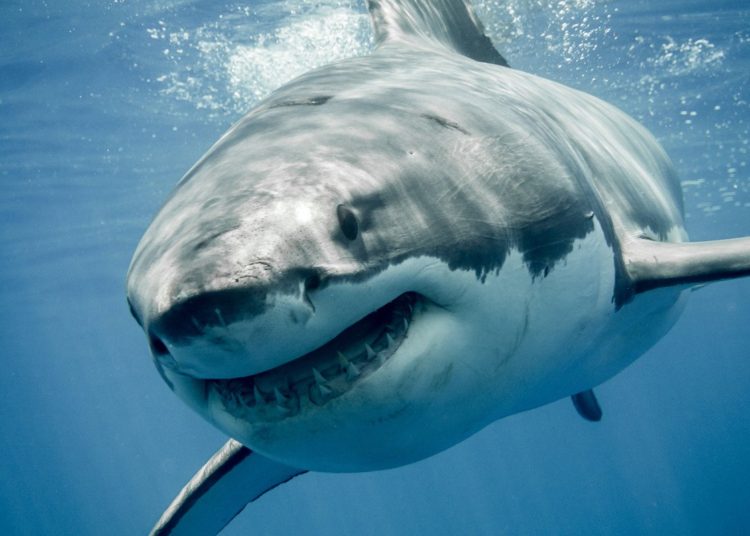 Turista de California muere al ser atacado por un tiburón en Hawai