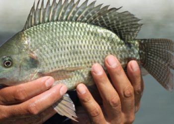 Una transexual recibe implante de vagina elaborado con piel de tilapia