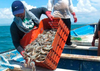 MAG verifica cumplimiento de la veda del camarón