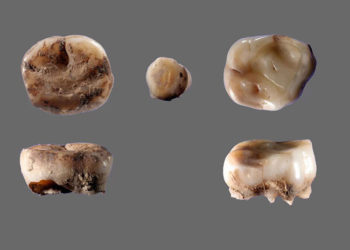 Dos dientes de leche de hace 31.000 años revelan la existencia de una antigua población humana hasta ahora desconocida