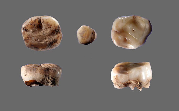 Dos dientes de leche de hace 31.000 años revelan la existencia de una antigua población humana hasta ahora desconocida