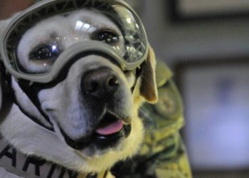 Jubilan a Frida, la perrita que apoyó en el rescate de víctimas del terremoto de México