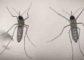 Ministra de Salud confirma que están preparados para atender casos de fiebre Mayaro