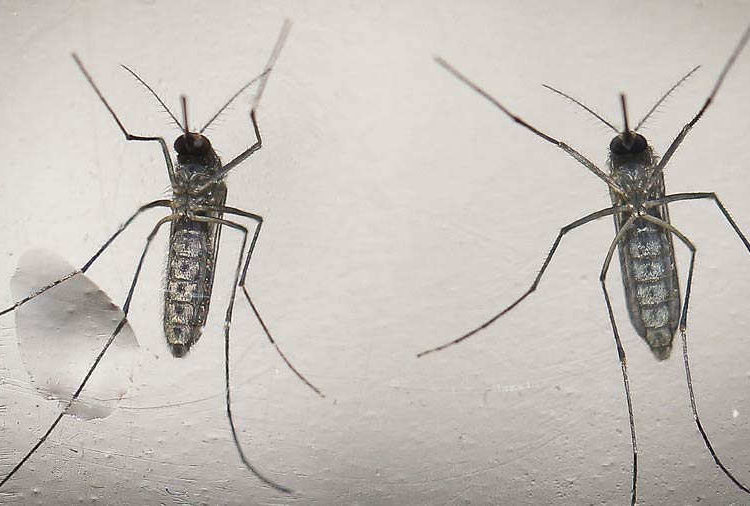 Ministra de Salud confirma que están preparados para atender casos de fiebre Mayaro