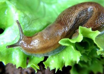 Una babosa causó caos en red de trenes de alta velocidad de Japón