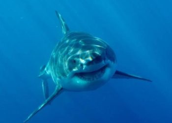 Salva a su hija de las fauces de un tiburón