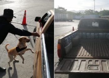 Agente canino ubica droga en trasfondo de un pick up en frontera La Hachadura