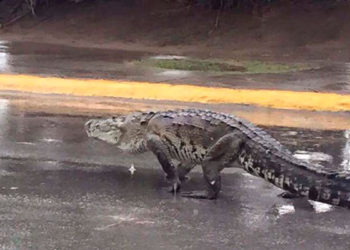 (VIDEO) Un cocodrilo de dos metros de largo paraliza el tráfico vehicular en Tampico, México