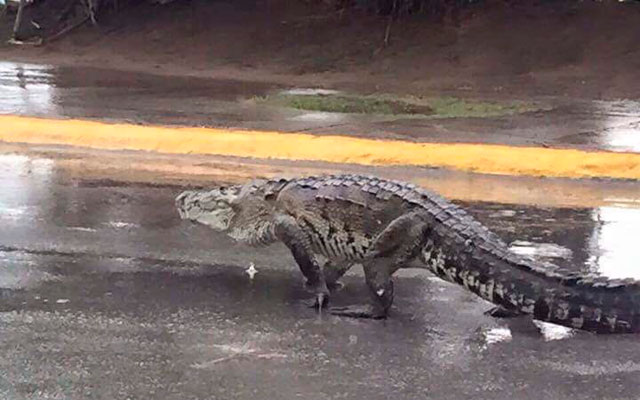 VIDEO) Un cocodrilo de dos metros de largo paraliza el tráfico vehicular en  Tampico, México – Diario La Página