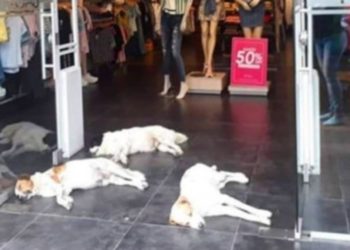 En Colombia una tienda de ropa deja entrar a perros callejeros para que no sufran del calor