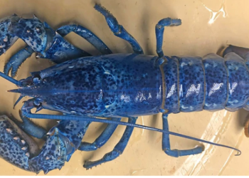 Por su color azul, una langosta se salva de ser cocinada