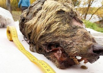 Hallan cabeza de un lobo gigante de más de 30 mil años con colmillos y cerebro intactos