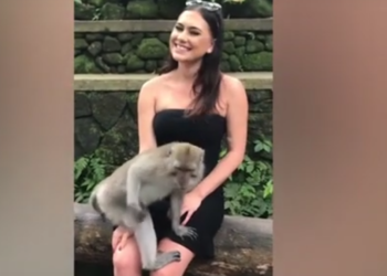 (Video) Mono travieso baja la blusa a turista