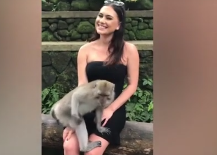 (Video) Mono travieso baja la blusa a turista