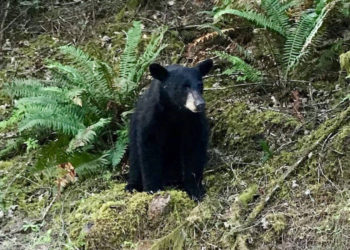 Por ser demasiado cariñoso, sacrifican a un oso en EE.UU.