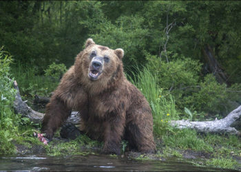 Hombre sobrevive un mes atrapado en la guarida de un oso, que lo “guardó como comida para el futuro”