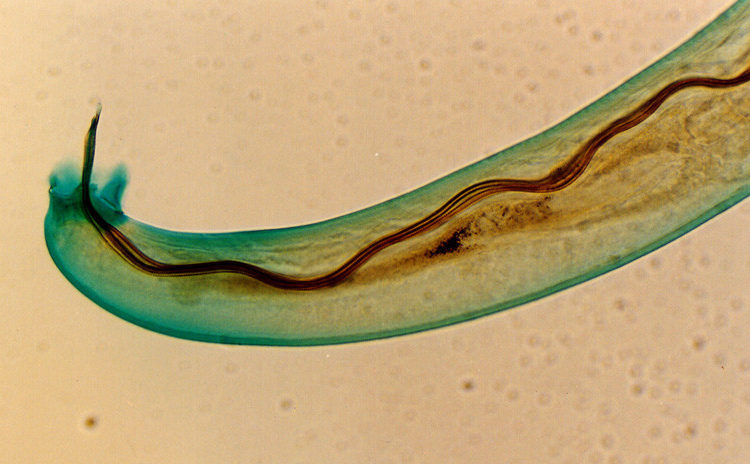 Hawái en alerta por un parásito que invade cerebros humanos