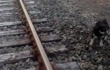 (Video) Maquinista salva la vida de un perro atado con una cadena a las vías de un tren