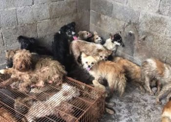Activistas salvan a 62 perros que iban a ser cocinados para el festival de la carne en China
