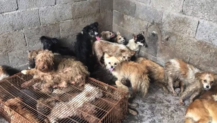 Activistas salvan a 62 perros que iban a ser cocinados para el festival de la carne en China