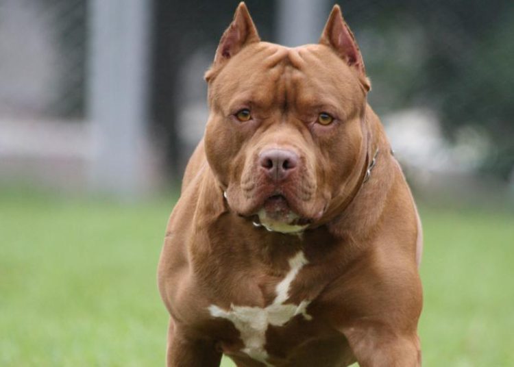 Entra a robar en una casa en Argentina y pierde una pierna tras ser atacado por dos perros