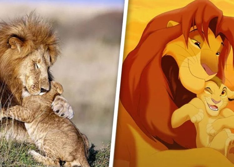 Captan a Mufasa y Simba del “Rey León” de la vida real