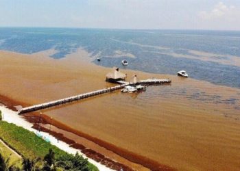 Pulpos, tiburones, tortugas especies amenazadas por el sargazo en costas del Atlántico mexicano