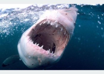 Tres tiburones matan a una turista en las Bahamas