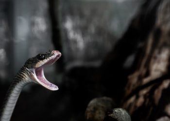 Un hombre mata a mordiscos a una serpiente antes de morir envenenado