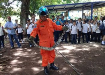 Bomberos desalojan una serpiente de un centro escolar en Acajutla