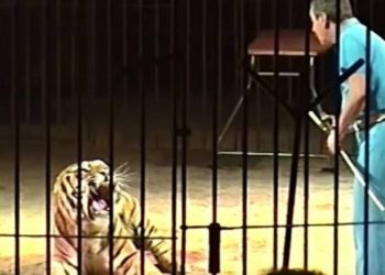 Cuatro tigres mataron a un experimentado domador en un circo en Italia