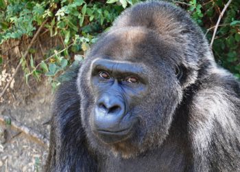 Muere a los 63 años, Trudy la gorila en cautiverio más vieja