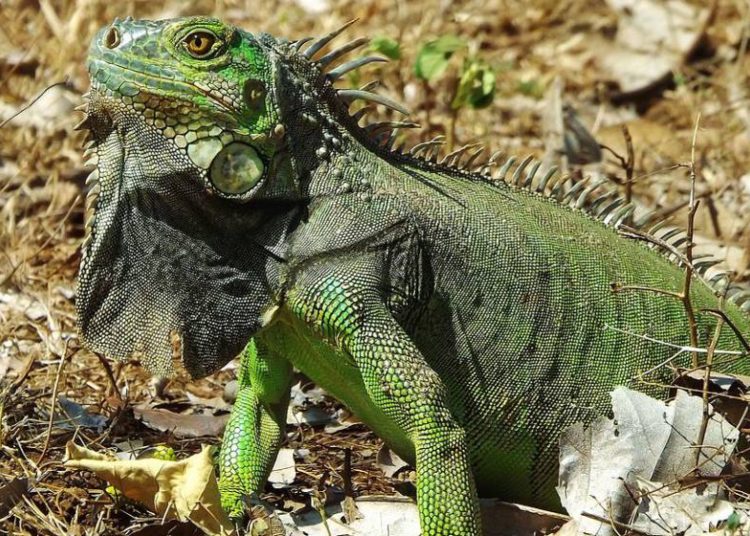 Florida declara la guerra a la iguanas por considerarlas una amenaza