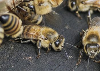 (VIDEO) Terremoto en California mata a las abeja