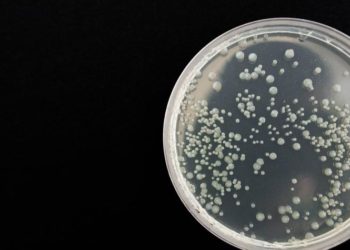 Médico boliviano se convierte en la tercera víctima del arenavirus