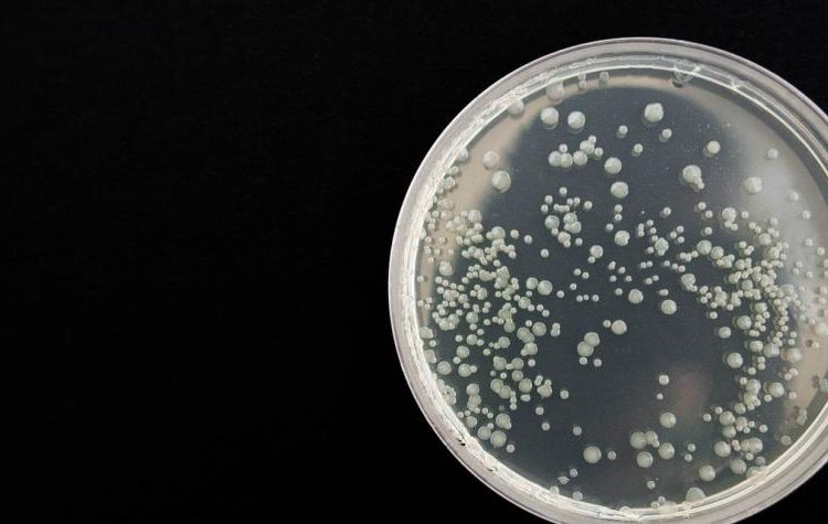 Médico boliviano se convierte en la tercera víctima del arenavirus