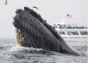 Increíble fotografía: Un león marino cae en las fauces de una ballena jorobada