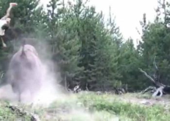 (VIDEO) Un bisonte ataca y lanza por los aires a una niña en el parque de Yellowstone
