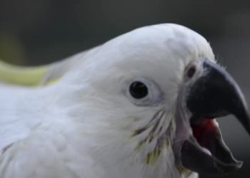 (VIDEO) Una cacatúa se cree perro y ladra junto sus amigos peludos