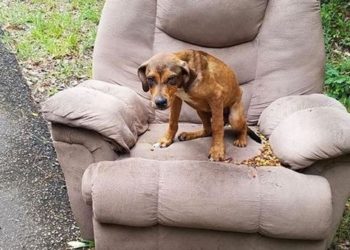 Rescatan cachorro que esperaba a sus dueños de hace 5 días