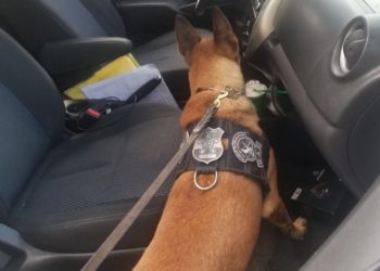 Agente canino Andy alertó la presencia de droga transportada por 2 hombres