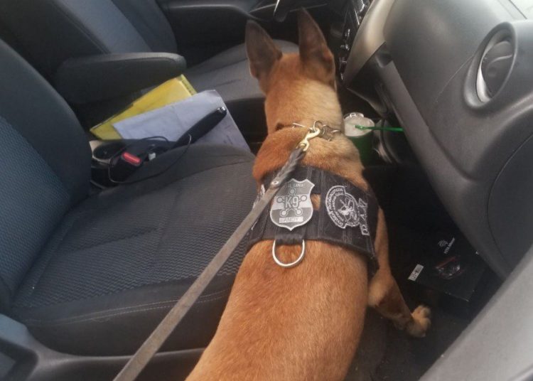 Agente canino Andy alertó la presencia de droga transportada por 2 hombres