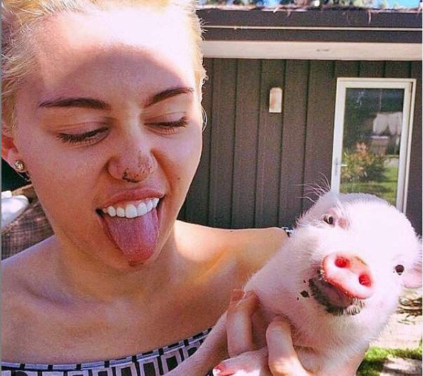 Murió Pig Pig, la cerda de Miley Cyrus