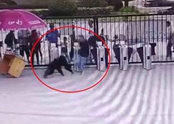 (VIDEO) Chimpancé ataca con patada ‘voladora’ a un guardia para intentar escapar de zoológico
