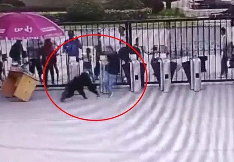 (VIDEO) Chimpancé ataca con patada ‘voladora’ a un guardia para intentar escapar de zoológico