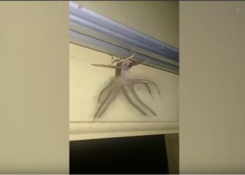 (VIDEO) Capta una inusual criatura con alas y tentáculos que ‘irrumpió’ en su casa