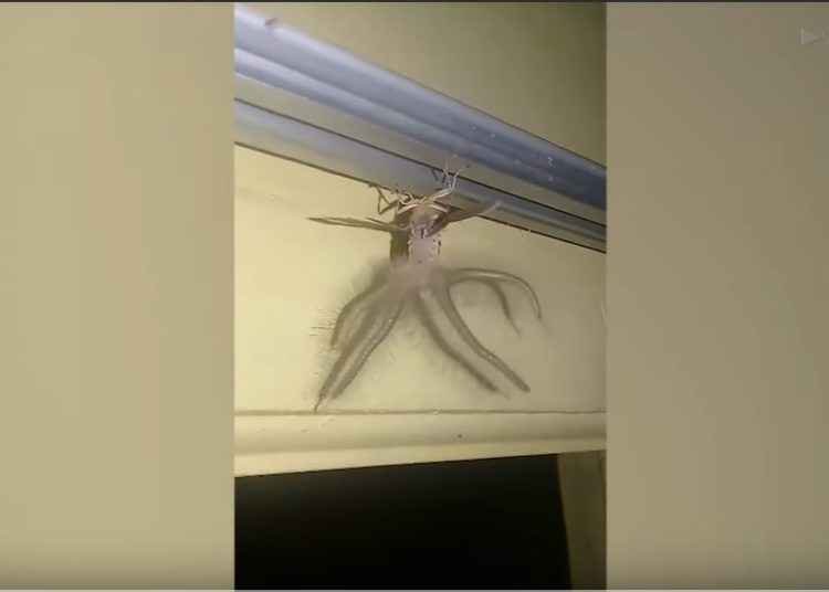 (VIDEO) Capta una inusual criatura con alas y tentáculos que ‘irrumpió’ en su casa
