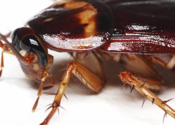 Las cucarachas se están volviendo «imposibles de matar»