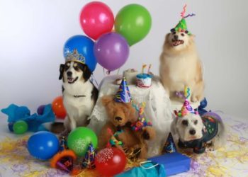 Peludos de fiesta, este domingo se celebra el Día Mundial del Perro